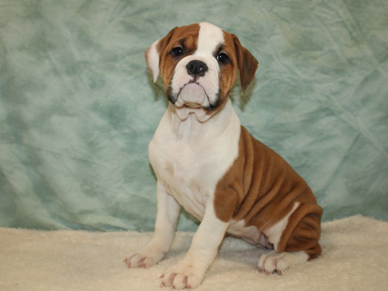 Olde Bulldog - 9884 Image #1