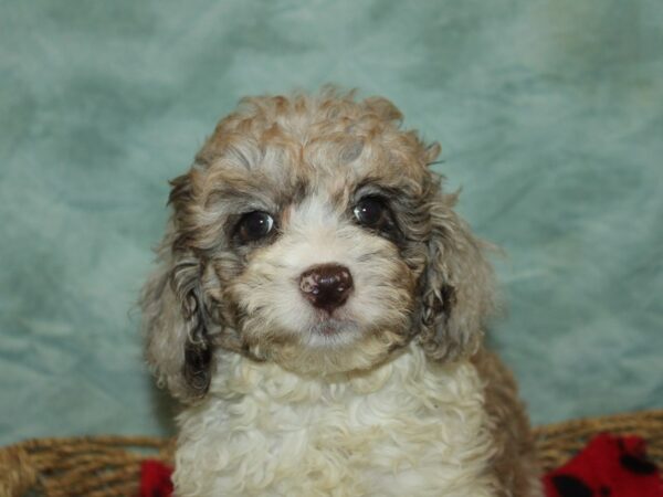 [#9889] Chocolate Merle Female Cockadoodle Puppies for Sale