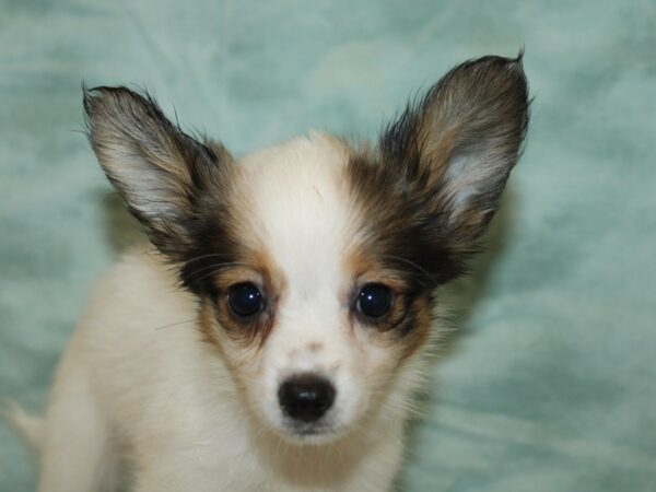 [#21171] Red White / Sable Female Papillon Puppies for Sale
