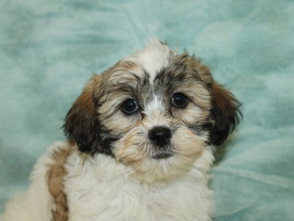 [#21172] Brown / White Female Teddy Bear Puppies for Sale