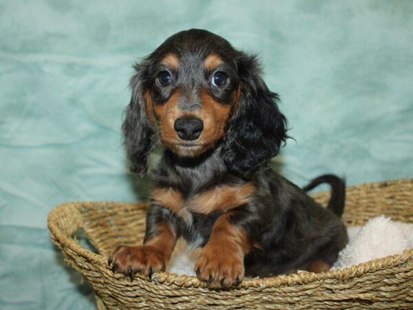 [#21178] Blue Dapple Male Dachshund Puppies for Sale