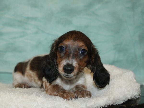 [#21174] Chocolate piebald Female Dachshund Puppies for Sale