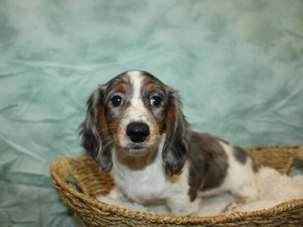 [#21176] Blue piebald Male Dachshund Puppies for Sale