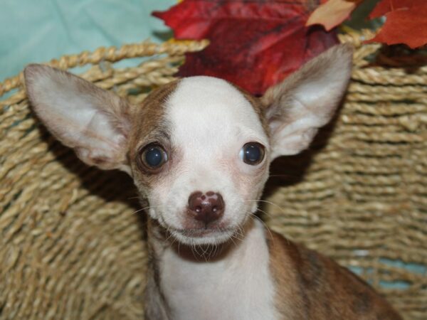[#21179] Brown / White Female Chihuahua Puppies for Sale