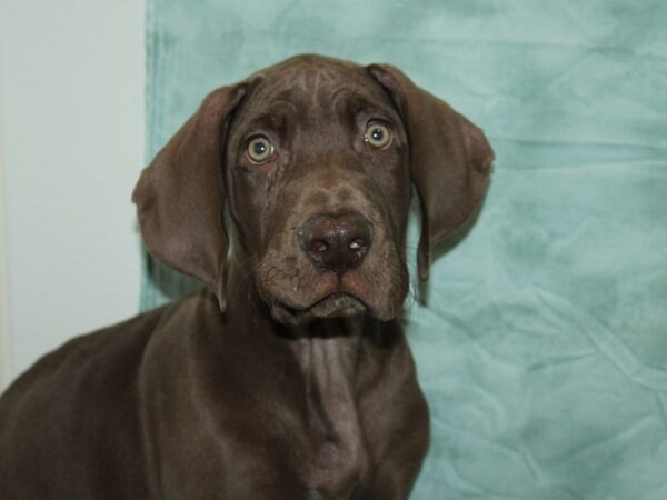 [#21181] Chocolate Male Great Dane Puppies for Sale