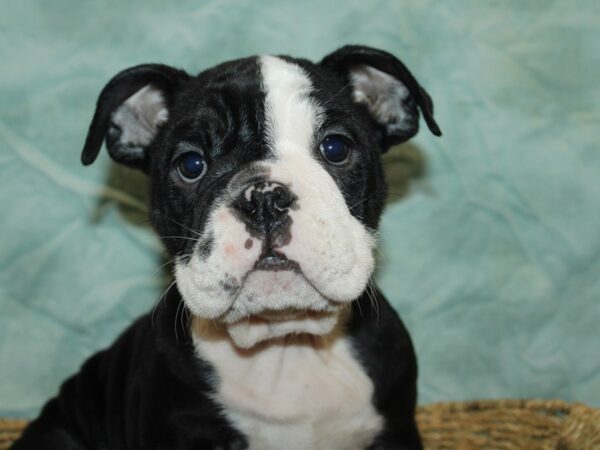 [#21185] Black / White Female English Bulldog Puppies for Sale