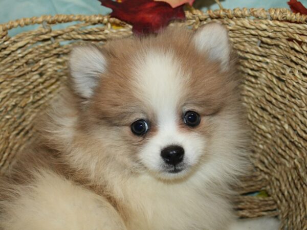 [#21183] Beaver Male Pomeranian Puppies for Sale
