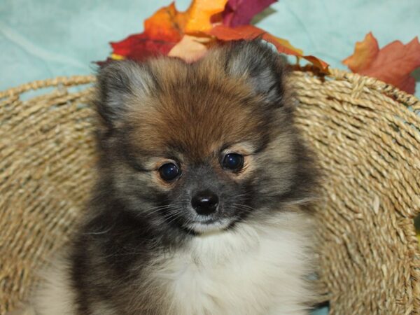 [#21182] Brown / White Female Pomeranian Puppies for Sale