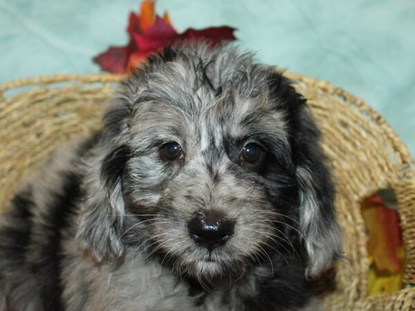 [#9902] Blue Merle Female Aussiepoo Puppies for Sale