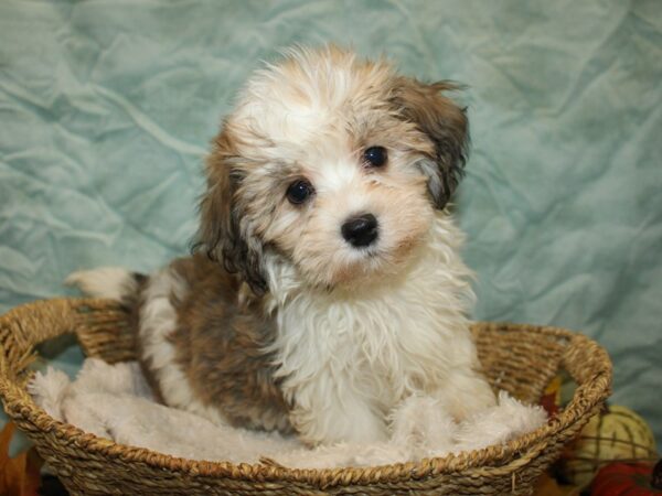 [#9900] Gold Male Havanese Puppies for Sale