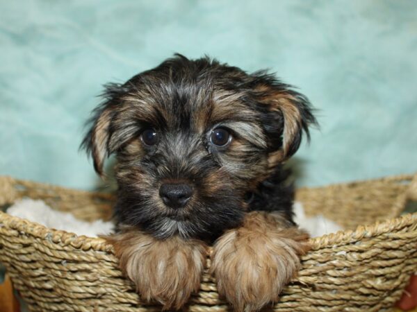 [#21199] Black and Tan Male Yorkshire Terrier Puppies for Sale