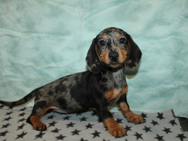 [#9910] silver dapple Female Dachshund Puppies for Sale