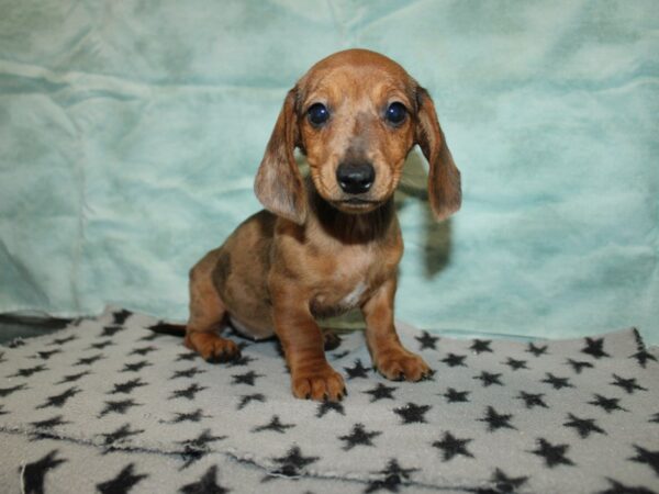 [#21192] chocolate dapple Female Dachshund Puppies for Sale