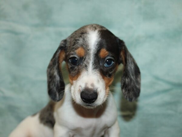 [#21190] blue piebald dapple Female Dachshund Puppies for Sale
