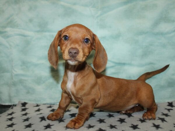 [#9911] red Female Dachshund Puppies for Sale