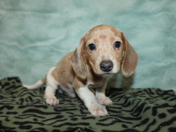[#21195] fawn piebald Male Dachshund Puppies for Sale