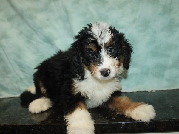 [#9818] Tri-Colored Female Bernedoodle Mini Puppies for Sale