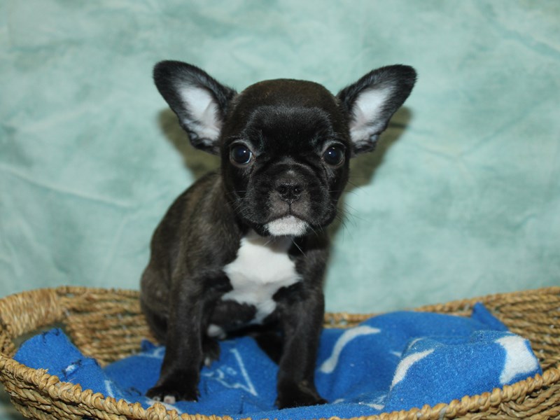 French Bulldog - 21099 Image #1
