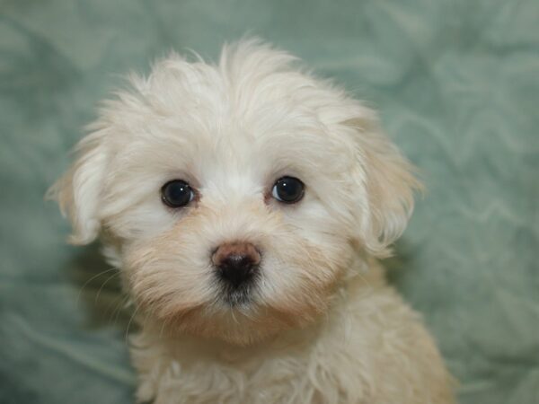 [#21116] White Male Maltese Puppies for Sale
