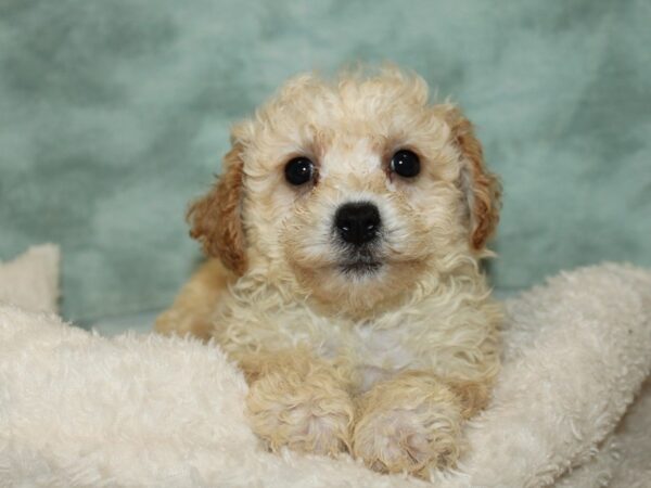 [#9854] Light Red Male Bichapoo Puppies for Sale