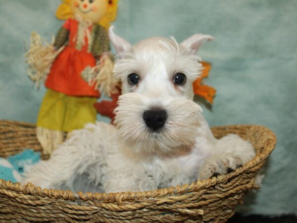 [#21130] White Male Miniature Schnauzer Puppies for Sale