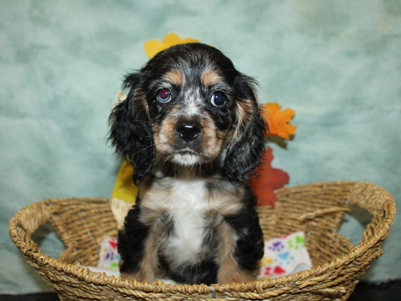 Cocker Spaniel - 9857 Image #1