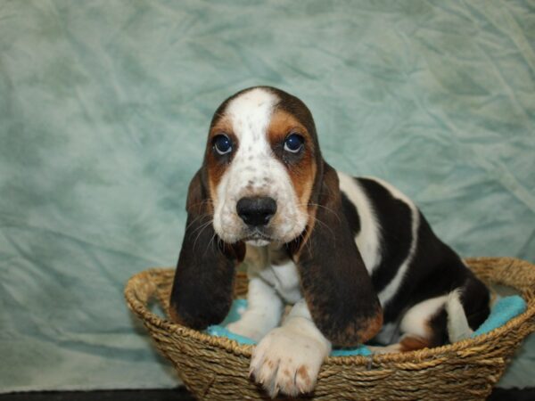 [#21148] Black Brown and White Female Basset Hound Puppies for Sale