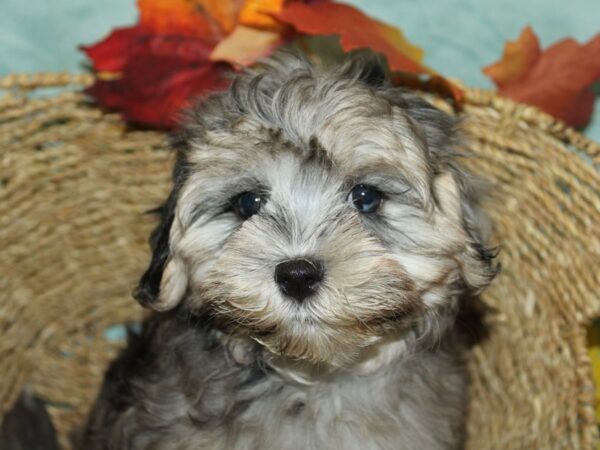 [#21184] Blue Merle Female Maltipoo Puppies for Sale