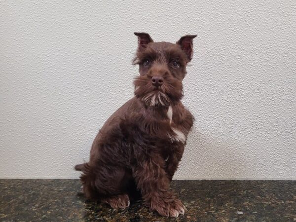 [#21188] Chocolate Male Miniature Schnauzer Puppies for Sale