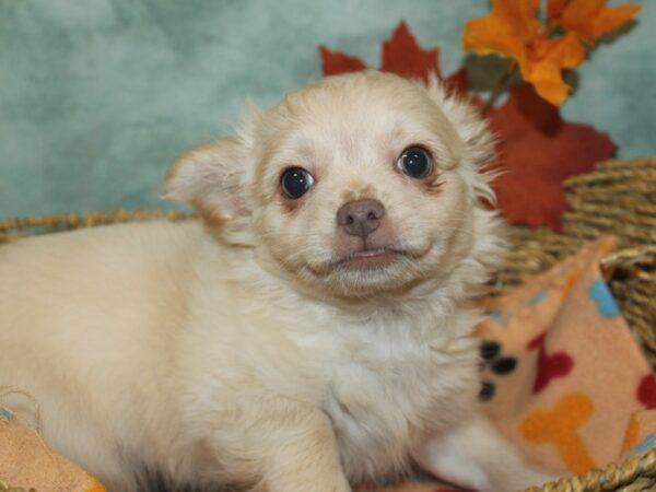 [#9863] Cream Male Chihuahua Puppies for Sale