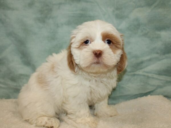 [#9896] White / Brown Female Lhasa Apso Puppies for Sale