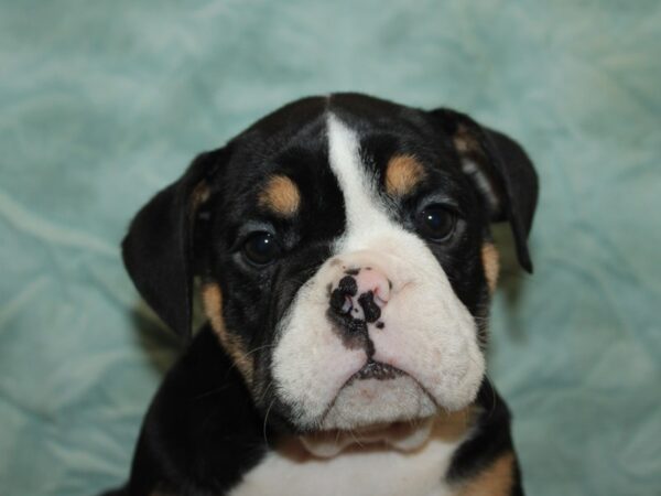 [#9904] Black / White Female English Bulldog Puppies for Sale