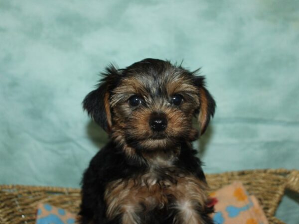[#9914] Black / Tan Male Yorkshire Terrier Puppies for Sale