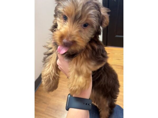 [#9915] Choc/Tan Male Yorkshire Terrier Puppies for Sale