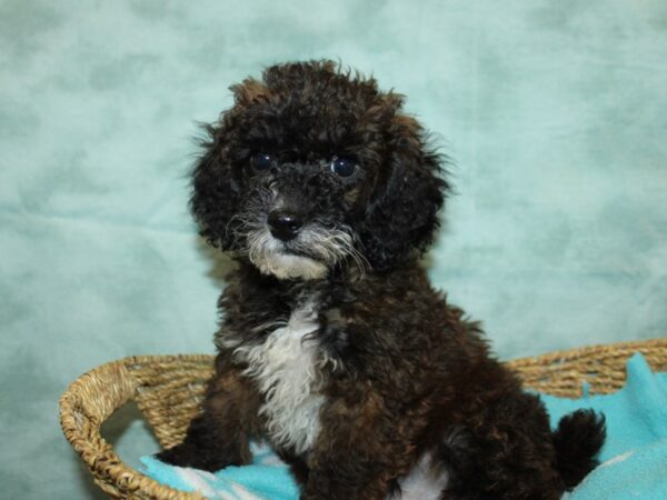 [#9924] Café Male Poodle Puppies for Sale