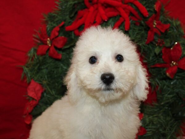 [#21245] White Male Bichon Frise Puppies for Sale