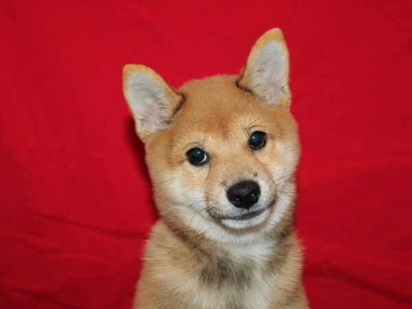 [#21246] Red Male Shiba Inu Puppies for Sale