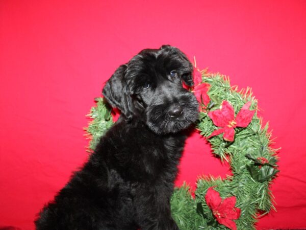 [#21252] Black Female Giant Schnauzer Puppies for Sale