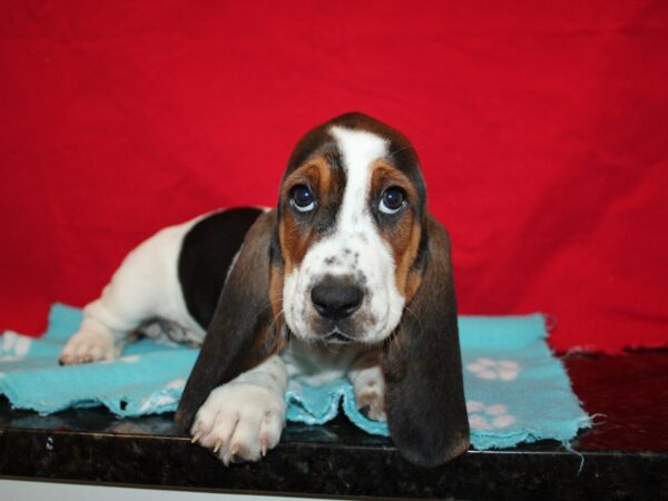 [#9949] Tri-Colored Female Basset Hound Puppies for Sale