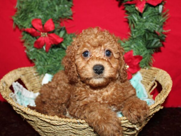 [#9953] Red Female Cavapoo Puppies for Sale
