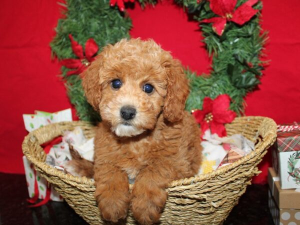 [#21271] Female Miniature Goldendoodle Puppies for Sale