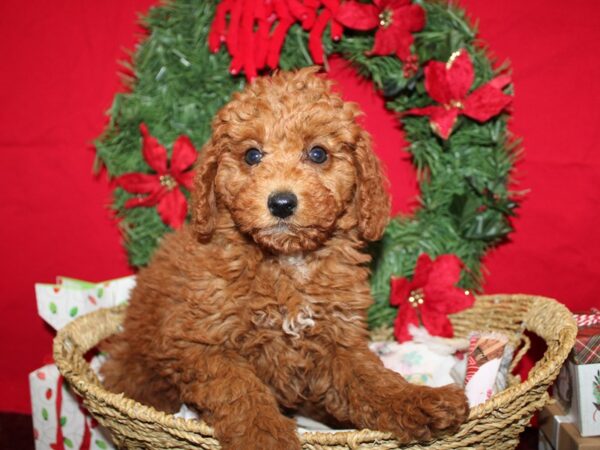 [#21270] Red Female Miniature Goldendoodle Puppies for Sale