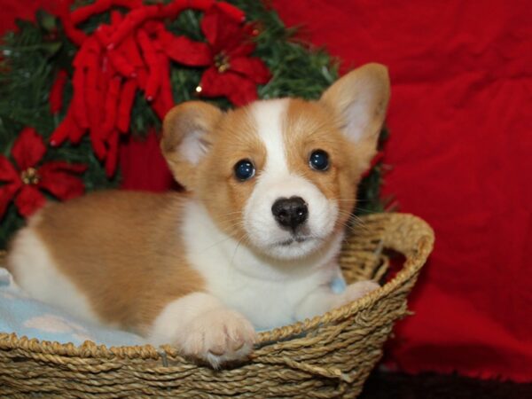[#21274] Sable Male Pembroke Welsh Corgi Puppies for Sale
