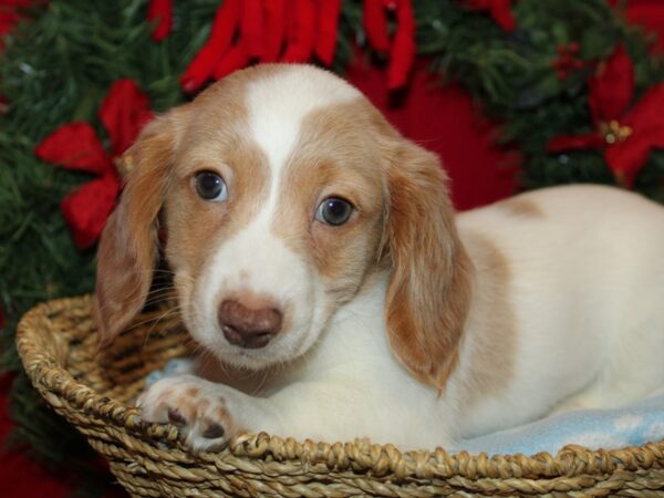 [#21273] Fawn Male Dachshund Puppies for Sale