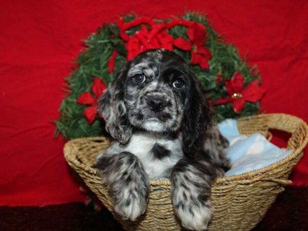 [#21272] Blue Roan Male Cocker Spaniel Puppies for Sale