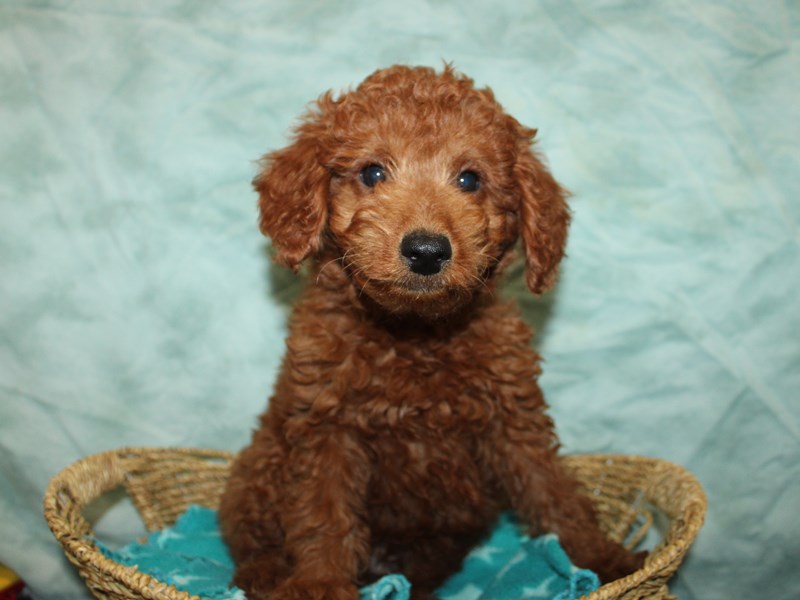 Miniature Goldendoodle - 9893 Image #1