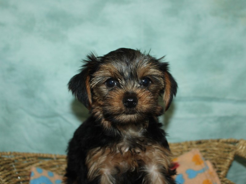 Yorkshire Terrier - 9914 Image #1
