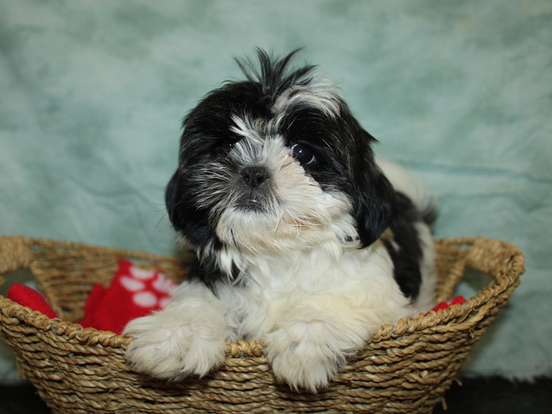 Shih Tzu - 9912 Image #1