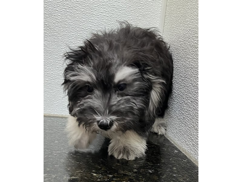 Maltipoo - 9905 Image #1
