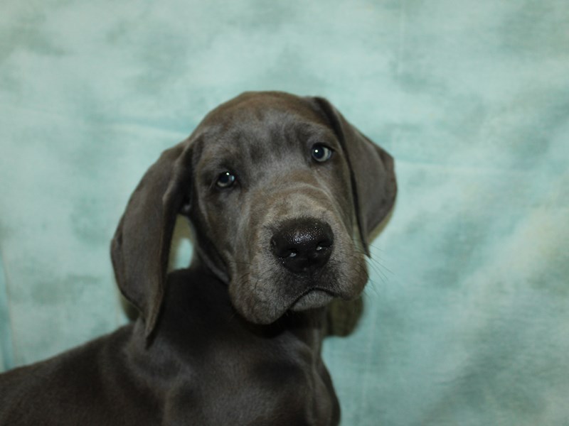 Great Dane - 9927 Image #1